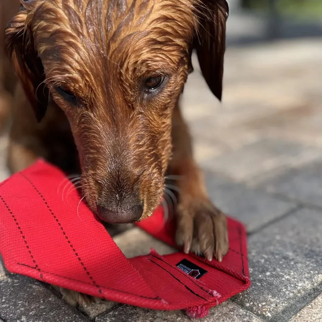Fire Hose Dog Frisbee