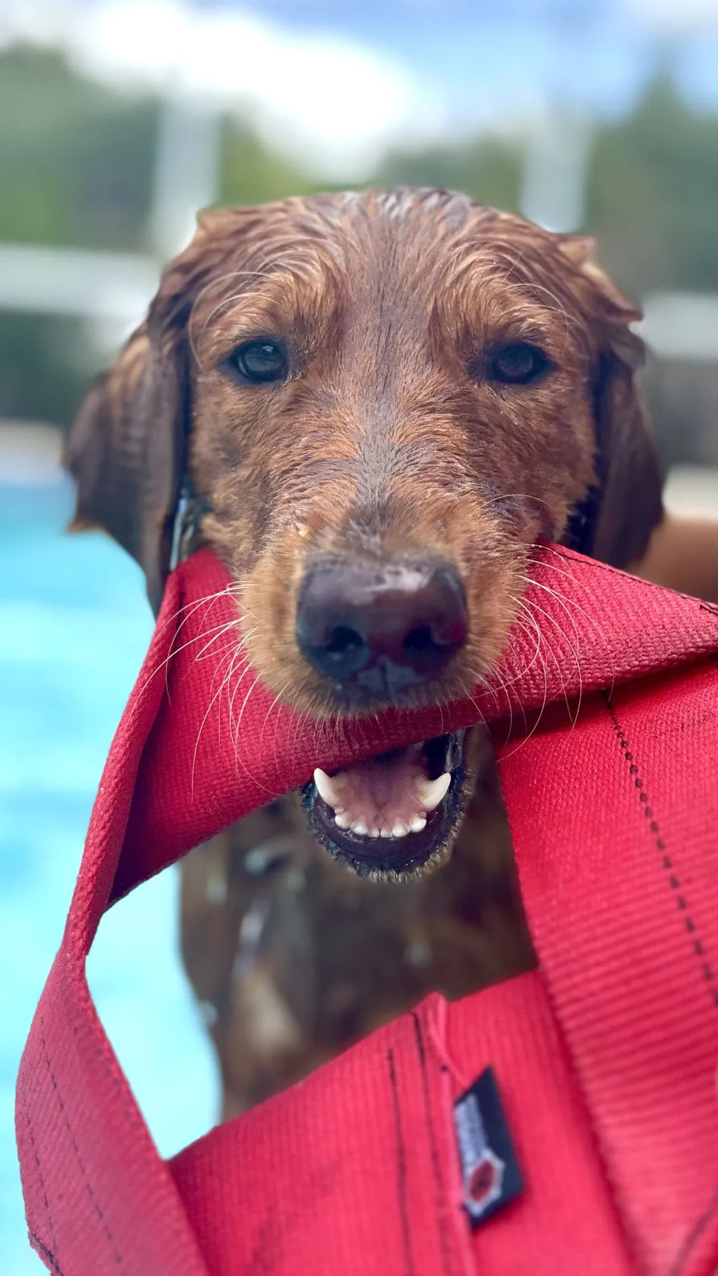 Fire Hose Dog Frisbee