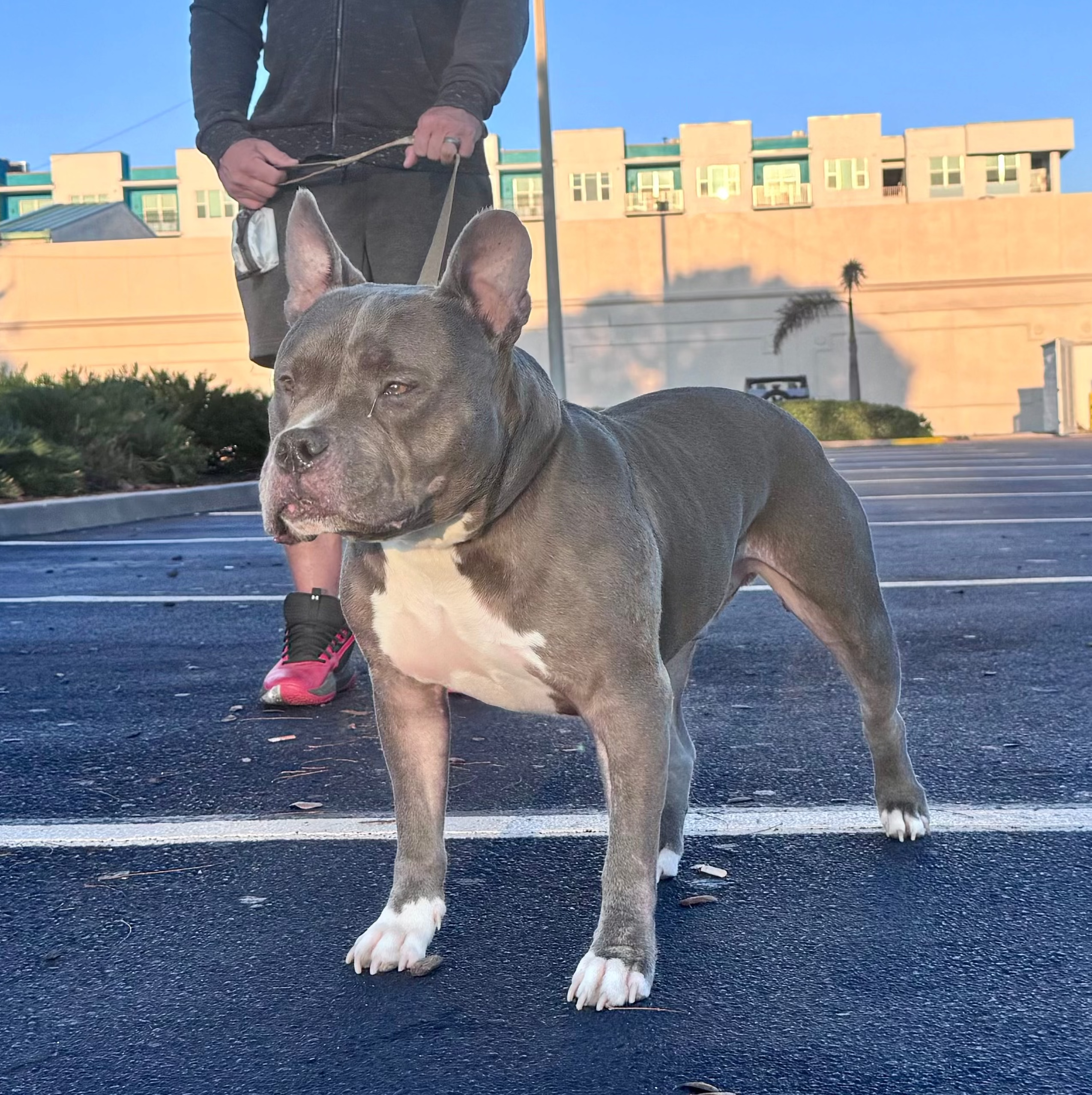 K9 Command Lead - Dual Control Dog Leash